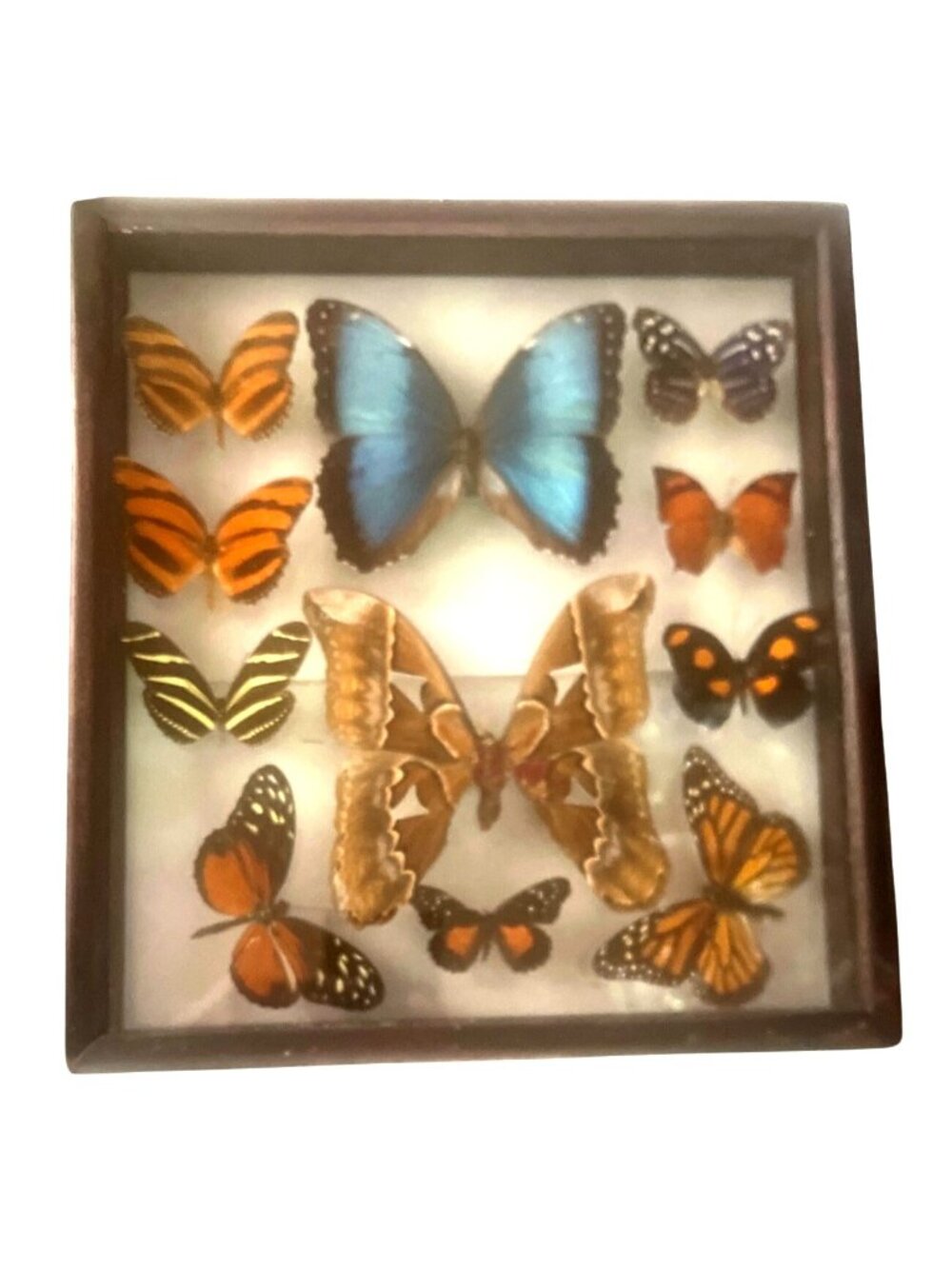 Entomology Taxidermy Shadow Box 11 Tropical Butterflies Moths Blue Morpho